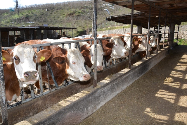 Ordu’da Hayvancılığa Rekor Destek