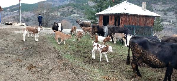 Ordu’da ‘Büyükbaş Hayvan Bakım Oteli’ açıldı