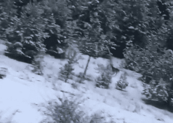 Mesudiye’de Yaban Keçisi Görüldü